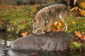 Coyote Canis latrans Sniffs at Rock in Pond Autumn