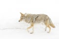 Coyote walking in snow. Royalty Free Stock Photo