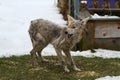 Mangy Scrawny Coyote - Canis latrans - Sarcoptes scabiei