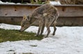 Mangy Scrawny Coyote VI - Canis latrans - Sarcoptes scabiei