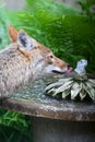 Coyote Drinking from Birdbath Fountain III - Canis latrans