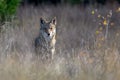 Coyote Canis latrans in the wild, standing in tall prairie grass Royalty Free Stock Photo