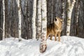 Coyote (Canis latrans) Stands Behind Birch Tree Howling Winter Royalty Free Stock Photo