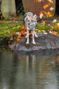 Coyote Canis latrans Stands at Edge of Rock Reflected in Water Autumn Royalty Free Stock Photo
