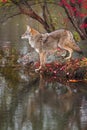 Coyote Canis latrans Stands at Edge of Water Profile Autumn