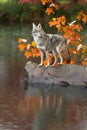 Coyote Canis latrans Stands on Rock Reflected in Water Looking Out in Rain Autumn Royalty Free Stock Photo