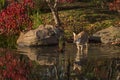 Coyote Canis latrans Stands in Water