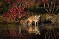 Coyote Canis latrans Stands in Water Royalty Free Stock Photo