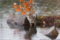 Coyote Canis latrans Stands in Water Next to Rock Autumn Royalty Free Stock Photo