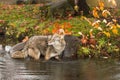 Coyote Canis latrans Stands in Water Next to Rock Ears Back Autumn Royalty Free Stock Photo