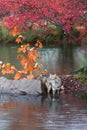 Coyote Canis latrans Stands in Water Tongue Out in Rain Autumn Royalty Free Stock Photo