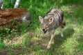 Coyote Canis latrans Trots Forward Mouth Open Summer