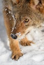 Coyote (Canis latrans) Turns to Look Close Up Winter