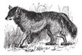 Coyote or Canis latrans vintage engraving