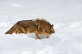 Coyote Canis latrans Walks Right Head in Snow Winter Royalty Free Stock Photo