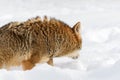 Coyote (Canis latrans) Walks Through Snow Looking Away Winter Royalty Free Stock Photo