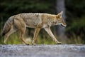 Coyote (Canis Latrans) Royalty Free Stock Photo