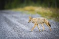 Coyote (Canis Latrans) Royalty Free Stock Photo