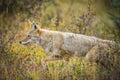 Coyote (Canis Latrans) Royalty Free Stock Photo