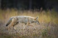 Coyote (Canis Latrans) Royalty Free Stock Photo