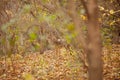 Wild Coyote camouflaged in Chicago city park Royalty Free Stock Photo