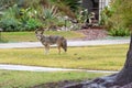 Coyote in the city Royalty Free Stock Photo