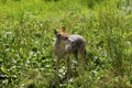 Coyote Royalty Free Stock Photo