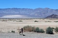 Coyote, Death Valley.