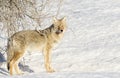 COYOTE IN DEEP GRASS AND SNOW STOCK IMAGE