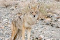 Coyote in the desert.