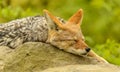 Coyote dog portrait sleeping on a rock