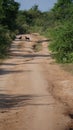 Coyote dogs in Sri lanka rough long dusty sarfari road in jungle