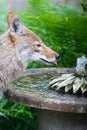 Coyote Drinking from Birdbath Fountain II - Canis latrans