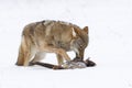 Coyote eating pheasant Royalty Free Stock Photo