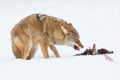 Coyote eating pheasant Royalty Free Stock Photo