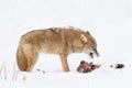 Coyote eating prey Royalty Free Stock Photo