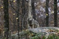 Coyote in fall, forest environment Royalty Free Stock Photo