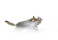 Coyotes (Canis latrans) isolated on white background fighting in the winter snow in Canada