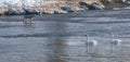 Coyote fishing with swans in Yellowstone