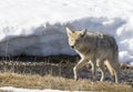 Coyote foraging near river in Yellowstone in winter