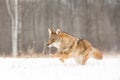 Coyote on full run Royalty Free Stock Photo