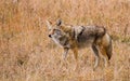 Coyote in Grass