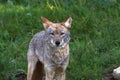 Coyote in the grass-Stock photos Royalty Free Stock Photo