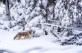 Coyote with heavy winter coat, walks through deep snow in Yellow Royalty Free Stock Photo