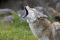 Coyote howling Royalty Free Stock Photo