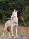 Coyote howling Royalty Free Stock Photo