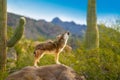 Howling Coyote standing on Rock with Saguaro Cacti Royalty Free Stock Photo