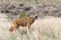 Coyote howling for communication Royalty Free Stock Photo