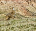 Coyote howling,digital oil painting Royalty Free Stock Photo