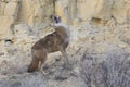 Coyote howling with head back